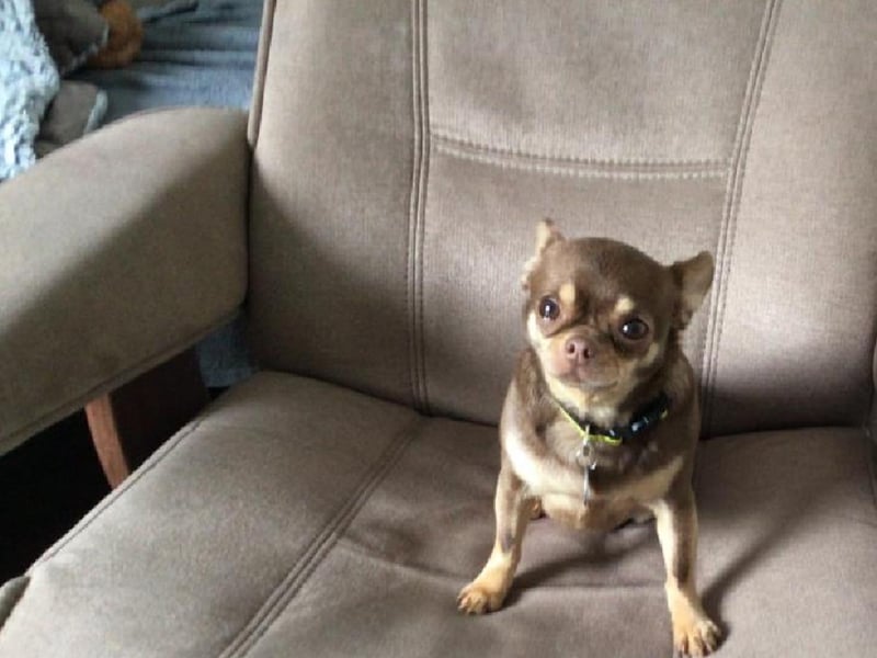 They wait patiently to meet their new owner and once again become loving, life-long companions.