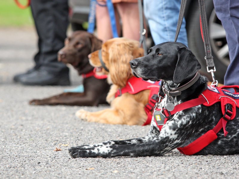 Waiting to meet the Duke. Photo by Derek Martin Photography. DM21091714a