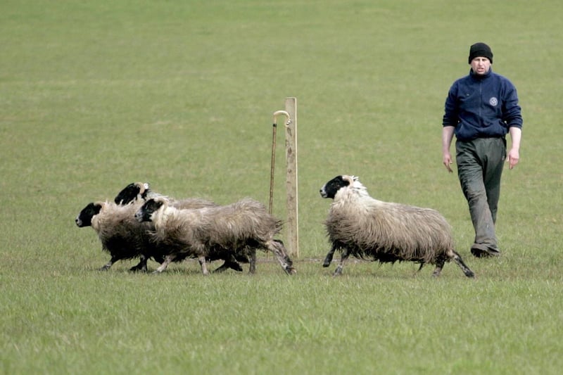 Action from the Toome Sheep dog Trial held on Easter Tuesday. Picture Steven McAuley/ Kevin McAuley Photography Multimedia