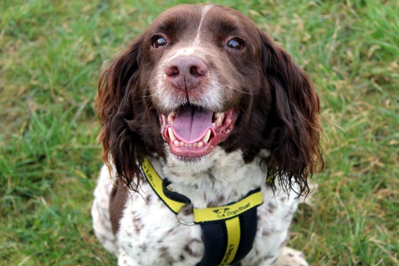 Bruno (10) is a beautiful Spaniel who loves people! He is a typical boy who loves a ball and quiet walking areas. Bruno can be uncomfortable around other dogs, so a rural area with no neighbouring dogs would be beneficial. Bruno is very happy to travel in the car to quiet spots for walks and we would also require a secure garden at home.
