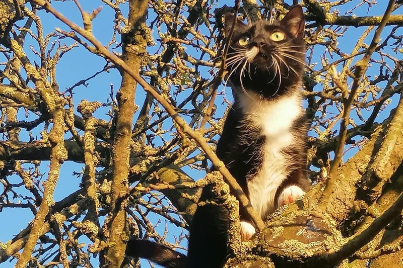 Claire Campbell shared this great photo of Tux in a tree