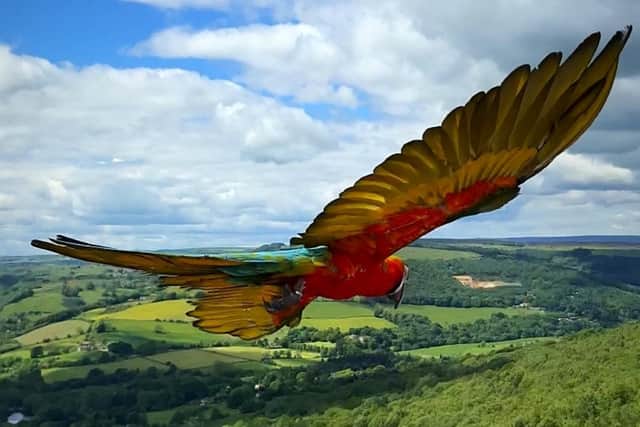 The sky’s the limit for Britain’s most adventurous parrot after becoming a social media star thanks to amazing pictures of his flights over Derbyshire