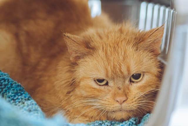 This six-year-old ginger male  spends most of his time curled up hiding in his bed at Chesterfield RSPCA's cattery. Being shy and timid, he would need a quiet home with an owner who can give him time and space to  grow in confidence and learn to trust.