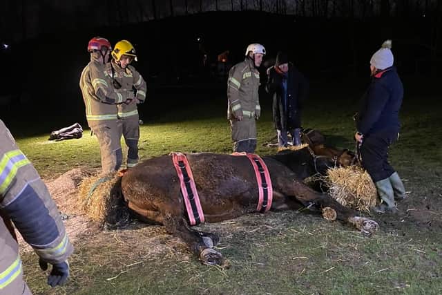 Alfreton Community Fire Station shared pictures on its Facebook page of the operation to help Stella the horse get back on her feet.