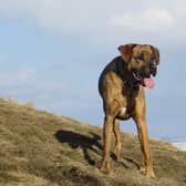 Find out the best places to take your dog in the Peak District as the area is named the 7th most pooch friendly staycation in the UK.