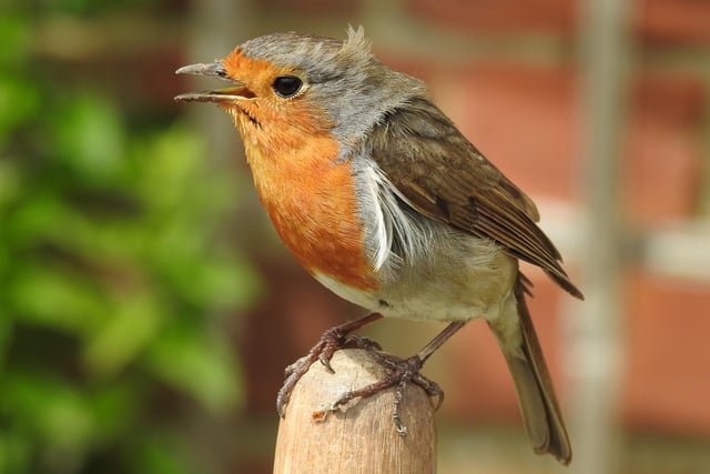 Pretty robin singing in the breeze.