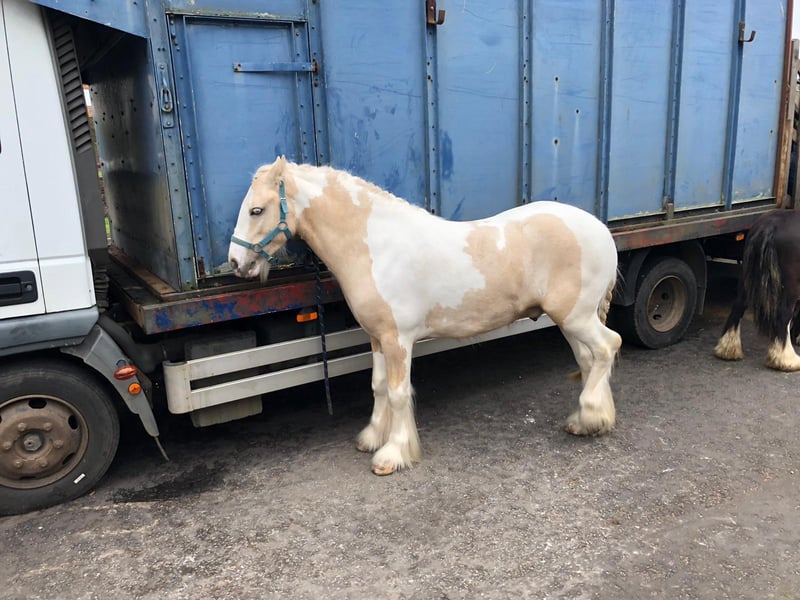 One of the horses in Wickham today.