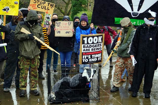 The protesters are objecting to plans for a second badger cull zone in Derbyshire