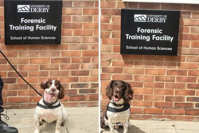 Indy (left) and Lou are Derbyshire police's two newest recruits