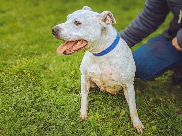12 years old, Staffordshire Bull Terrier. Don't be fooled by her age, Stella is far from retirement with lots of energy and playfulness as if she was 12 months and not 12 years old.