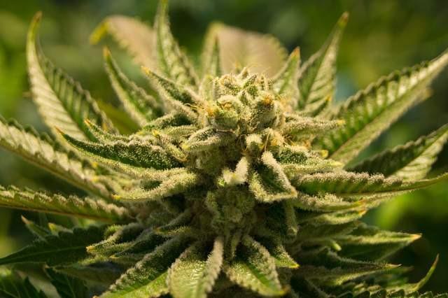Plants and "a large amount" of drying cropped weed with a street value of up to £2,400 were found during a drugs bust on November 16 last year.
While £2,150 in cash was also found during the police search.
Adam Garnett, 32, of Springfield Close, Eckington, admitted cannabis cultivation.
He was handed a 12-month community order with 10 rehabilitation activity days and 120 hours unpaid work.
The defendant was also made to pay £85 court costs and a £95 victim surcharge.
The £2,150 in cash was confiscated.