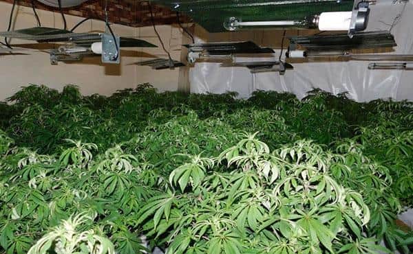 Police found around 80 cannabis plants growing in the property. Photo: Nottinghamshire Police