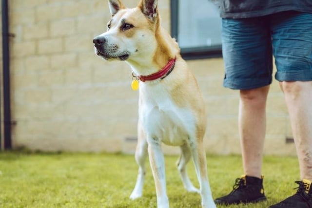 Hela, a husky cross breed, is one year and 10 months old.  She gets on well other dogs, loves to play but is shy until she gets to know people. Hela is looking for an experienced owner in an adult-only household and would prefer not to live with a cat.