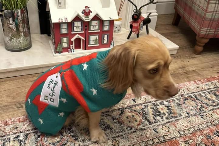 Paul Bent submitted this photo of Bertie in his Christmas jumper.