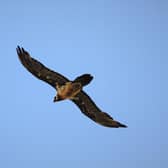 A bearded vulture was spotted in the Peak District