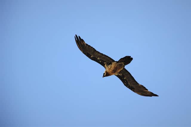 A bearded vulture was spotted in the Peak District