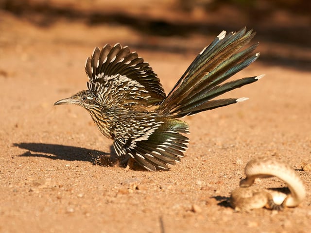 Category 2 – Dynamic Ecosystems
Demonstrating interactions between different species within an ecosystem.

Winner: Peter Hudson, Penn State University

The Roadrunner's rattler dance: A roadrunner dances around a western diamond back rattlesnake, keeping its wings out and feathers exposed with its body hidden, so minimizing death if the snake were to strike.