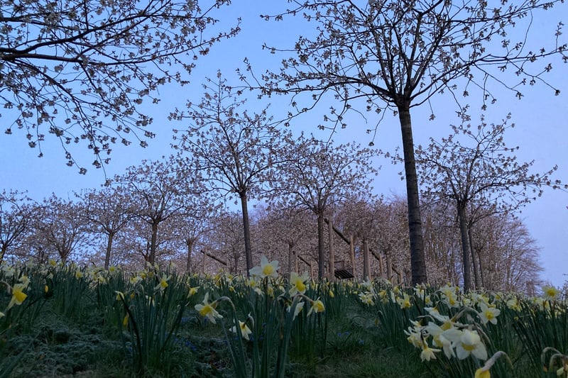 Daffodils in the cherry orchard. Picture: Ian McAllister