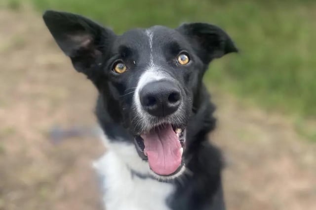 Dogs Trust: 12 loving dogs looking for a forever home in Derbyshire