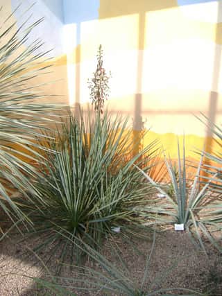 Yucca loquat at Renishaw Hall.
