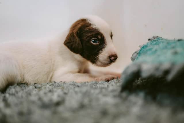 Staff at RSPCA Chesterfield & North Derbyshire Branch are working round-the-clock to care for two mums - Susie and Kila - and their pups, who were born just six days apart.