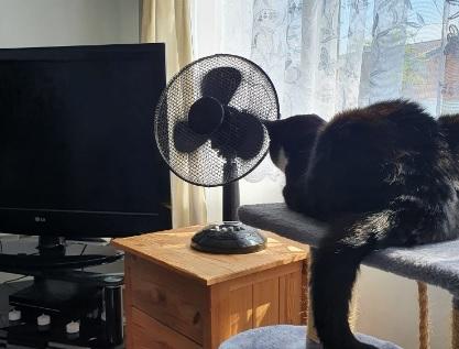 Cat  finds the right place to stay cool in this photo submitted by Ellen Odowd.