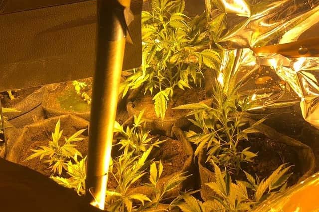 This picture of the suspected cannabis plants was posted on the Chesterfield SNT Twitter account.