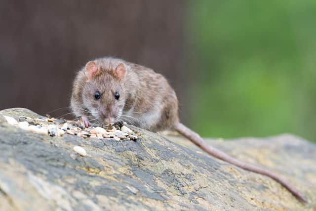 Environmental services in Chesterfield have been called to tackle rat infestations 266 times this year already. Photo: Pixabay.