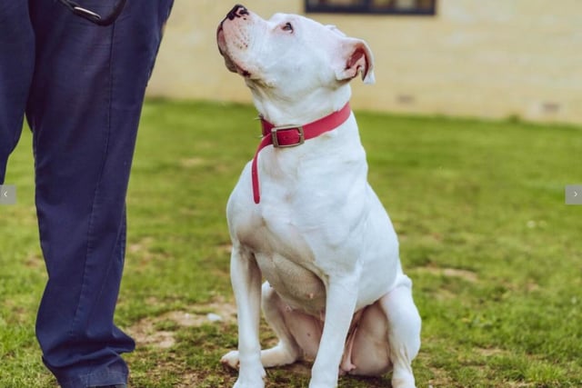 A two year old American Bulldog, Stella can be needy and would rather be the only dog in the house. Despite this, she's got plenty of love to give and has bundles of energy - she's bound to put a smile on your face.
