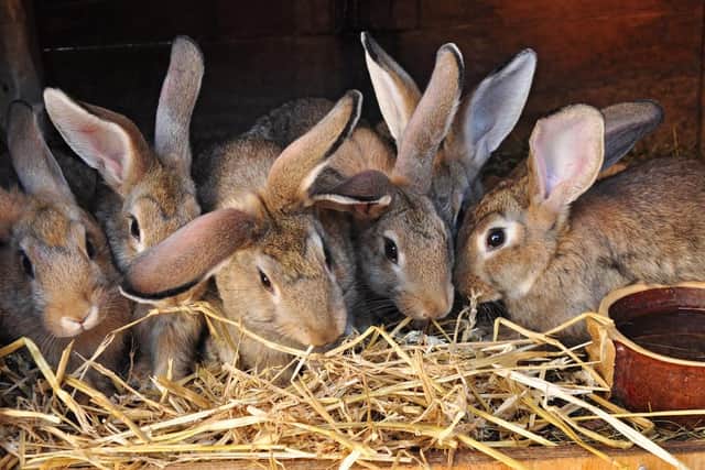 Thousands of people have signed a petition objecting to a rabbit food production facility in Derbyshire.