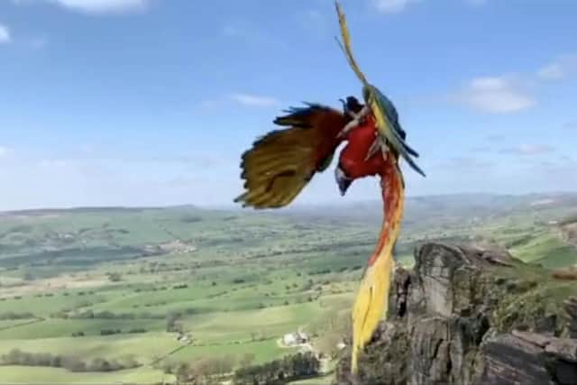 Motley the parrot flying in the Peak District.