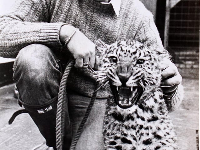 There are 3,168 Holmes’ across Derbyshire, ranking the surname as the 22nd most common in the county. This is derived from Holm, a topographic name for someone who lived on an island in particular a piece of slightly raised land lying in a fen or partly surrounded by streams. Pictured here is pet shop owner Bill Holmes, who used to take the leopard for walks on the Codnor Ormonde golf course in 1983.