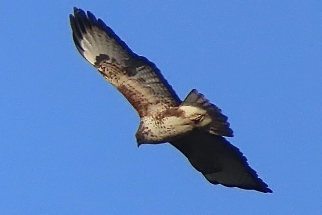 A super shot from David Hodgkinson shows a buzzard soaring high above the area against a beautiful blue sky.
