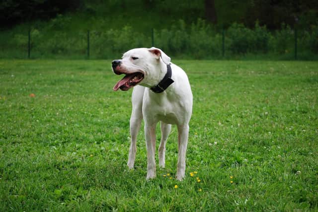 It is currently illegal to own a Pit Bull Terrier, Japanese Tosa, Dogo Argentino and a Fila Brasileiro in the UK.