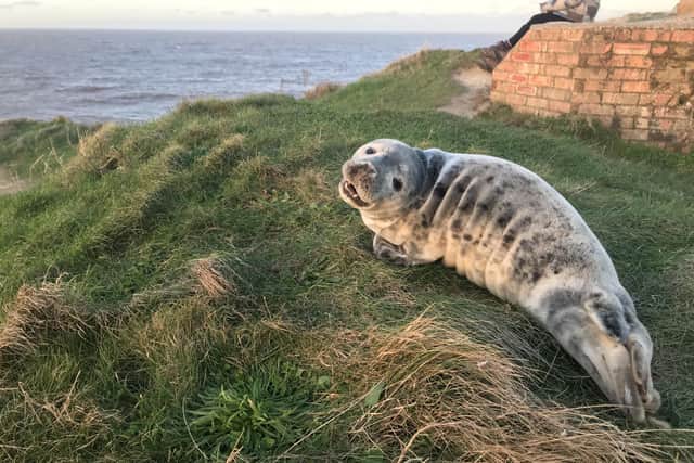 A seal pup that slithered into a Bristol pub had travelled down from Scotland