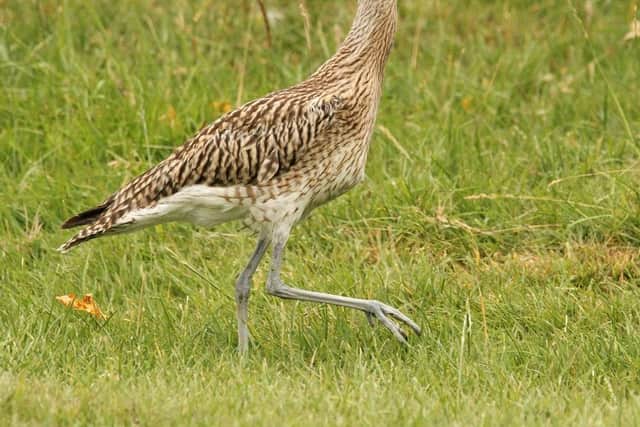 Baby birds, Golden Plover and a Curlew were set free after they suspected of being illegally snatched away from their nests and mothers.
