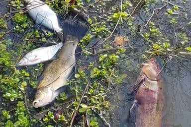 The cyanide that leaked into the water killed large numbers of fish.