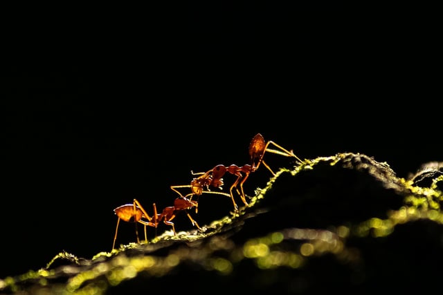 Overall runner-up: Upamanyu Chakraborty, no affiliation

Ant tale: Weaver ants are social animals. This photograph is a close-up of a weaver ant colony where the ants are carrying their immature members to a safer place.