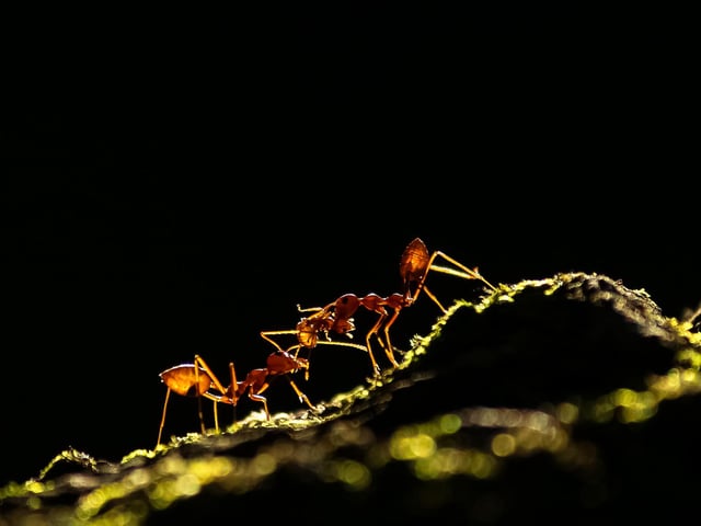 Overall runner-up: Upamanyu Chakraborty, no affiliation

Ant tale: Weaver ants are social animals. This photograph is a close-up of a weaver ant colony where the ants are carrying their immature members to a safer place.