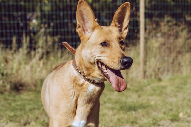 Lassie is a two-year-old female German Shepherd cross. She is friendly, very clever and walks nicely on a lead. Lassie is looking for a home in an adult-only household where she would be the only pet.