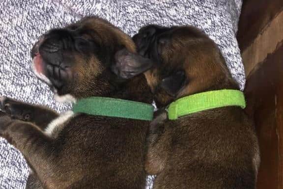 Jessie and Luther as puppies. The dogs are a cross-breed of boxer, Rottweiler and German Shepherd.
