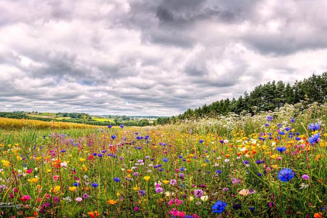 Mike Swain took this photo of the beautiful wildflowers on the edge of a field near Chesterfield.