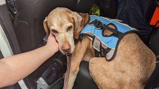 The adorable pooch was found on the M1 near Barlborough by traffic officers carrying out their daily duties (picture: Highways England)