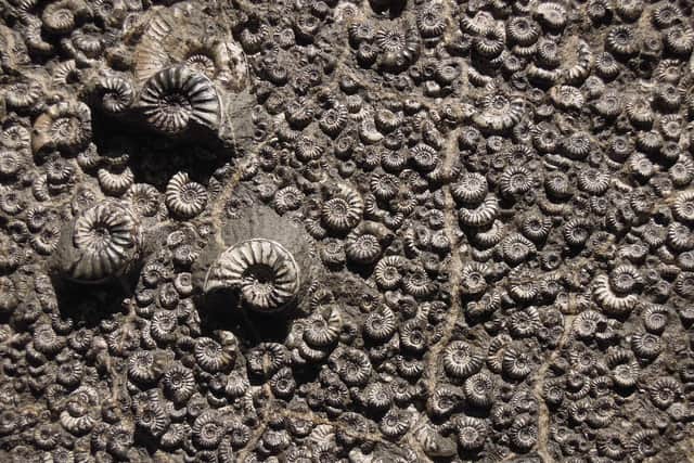 Have you found fossils in Derbyshire and the Peak District?
