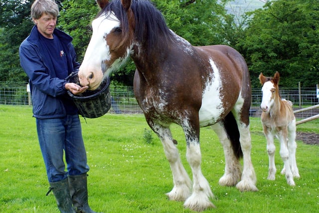 Farmhand Graham Hoyland with Maggie the Clydesdale horse and her five-day-old foal at Animal Farm, Castleton, in 2007.