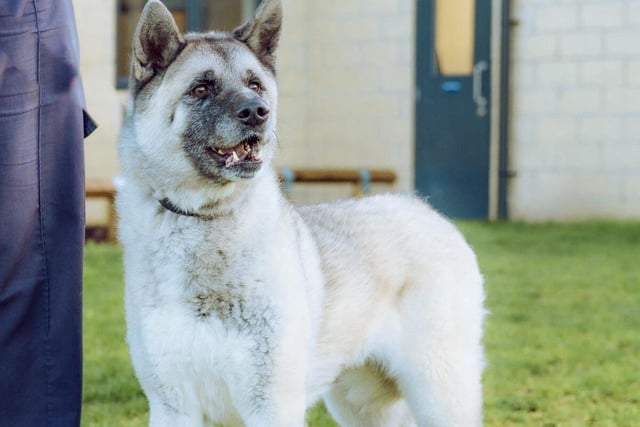 Poppy is a six-year-old female husky cross. who is shy, quiet and full of love. She will need an active owner and could live with a family who have children of secondary school age. Poppy would prefer to live in a house without another dog or a cat.