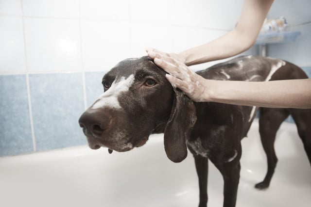Betty's Bark and Bubbles, 13 Attlee Road, Inkersall, S43 3ST. Contact  07882 977423 or https://www.bettysbarkandbubbles.com. Services include full groom/deshedding from £20, quick groom including bath and dry from £10 and teeth cleaning from £25. Spa treatments for pampered pets or shorter grooming sessions for elderly dogs are also available.