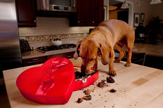 Despite being a favourite festive treat for humans, chocolate poses a real threat to our dogs. The chemical compound theobromine is a stimulant, like coffee for humans, and can be fatal depending on the size of your dog and the colour of the chocolate. The darker the chocolate, the higher the toxicity. So, hide your advent calendars and celebrations boxes in a secure location.