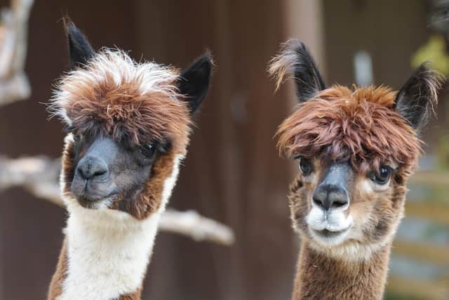 The business would involve 25 to 30 female alpacas, along with stud males and “young stock”.