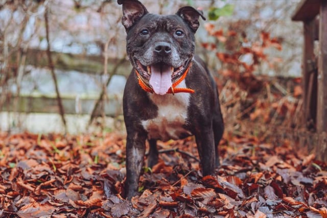 Shay is a shy eight year old Staffordshire Bull Terrier and may not enjoy the company of loud children, but will warm right up to you if you give him some time and space. He's also a very naturally intelligent dog and as such, he won't need much training. He's perfect for a relaxed household.